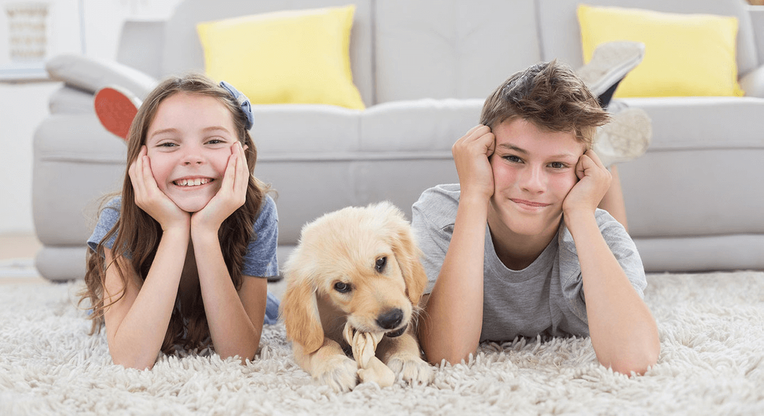 Detroit Carpet and Floors business image in Detroit, Michigan